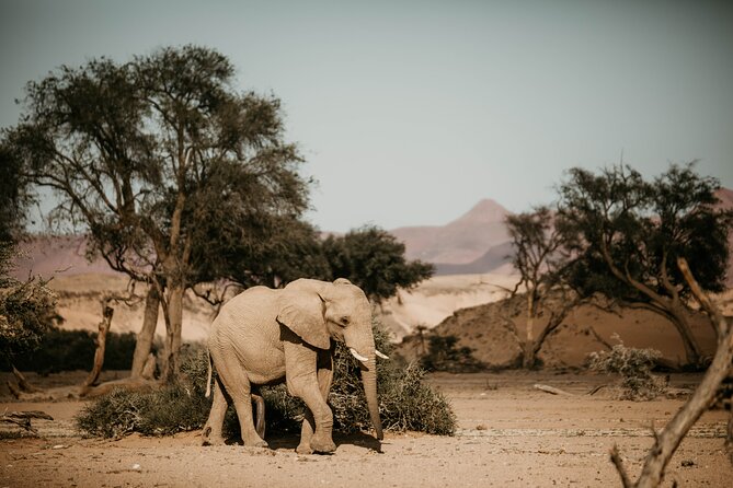 10 Day Discover Namibia Small Group Safari - Windhoek start: easy arrival, real Namibia vibes