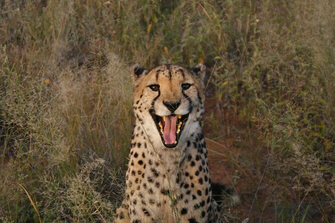 10 Day Discover Namibia Small Group Safari - Swakopmund free day: sand, sea, and choose-your-own-adventure