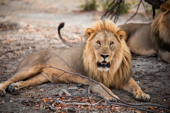 10 Day Discover Namibia Small Group Safari - Skeleton Coast to Damaraland: Zeila shipwreck and community conservancies
