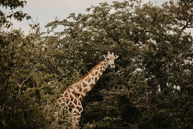 10 Day Discover Namibia Small Group Safari - Desert elephants and Twyfelfontein: wildlife realism plus UNESCO art