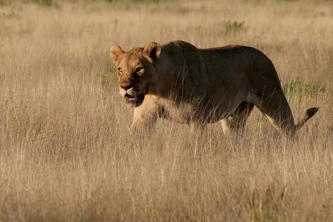 10-Day Namibia Highlights Guided Tour from Windhoek - Starting Point: 8:00 am pickup and a smooth launch in Windhoek