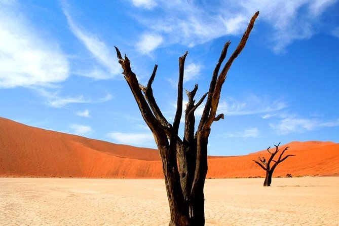 10-Day Namibia Highlights Guided Tour from Windhoek - Day 5: Cape Cross seals, Damaraland route, and the Brandberg approach