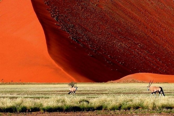 10-Day Namibia Highlights Guided Tour from Windhoek - Days 7 to 9: Etosha Pan game drives and how to spot animals on white sand