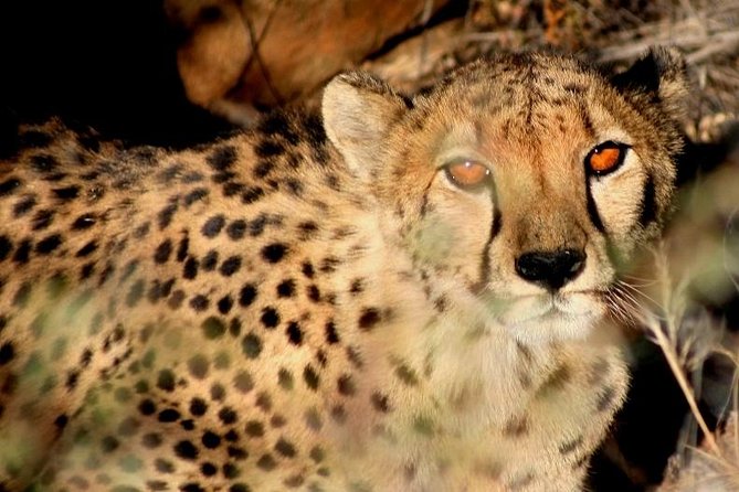 10-Day Namibia Highlights Guided Tour from Windhoek - Day 2: Sossusvlei UNESCO day with Dune 45, Big Daddy, and Deadvlei