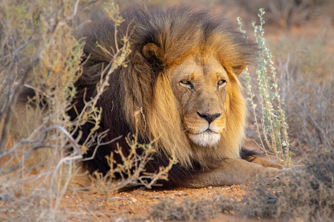 10 Namibia Adventures - Day 7 in Damaraland and Brandberg: Burning Mountain and The White Lady hike