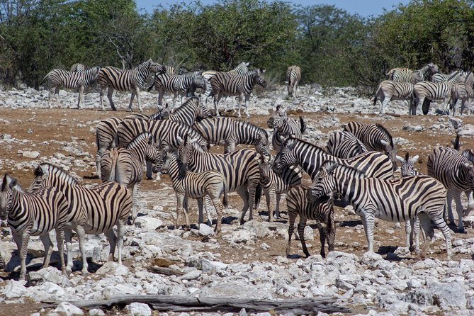 11 Days Small Group Namibia Experience Fully Accommodated Tour - Swakopmund and Walvis Bay: Flamingos, Salt Works, and Coastal German Charm
