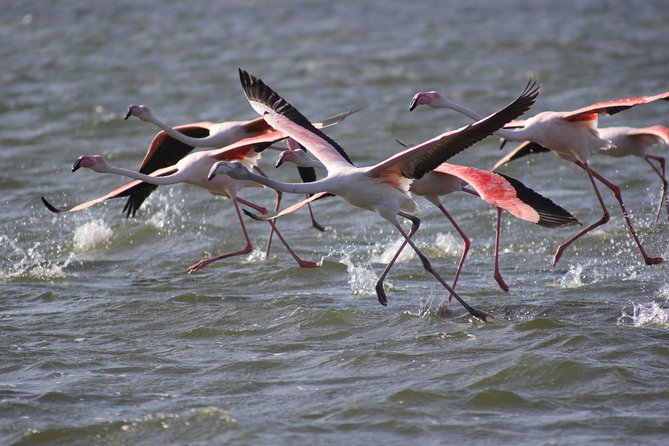 11 Days Small Group Namibia Experience Fully Accommodated Tour - Skeleton Coast to Damaraland: Cape Fur Seals, Uis Gem Trading, and Twyfelfontein