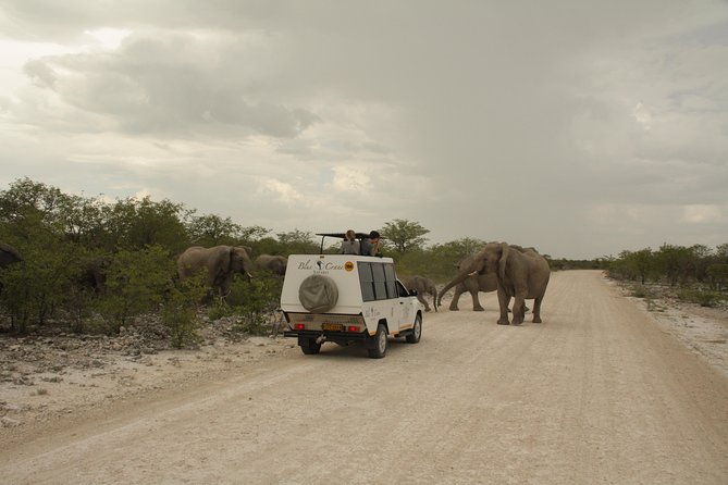 11 Days Small Group Namibia Experience Fully Accommodated Tour - Palmwag, Torra Conservancy Rhinos, and the Road Into Etosha