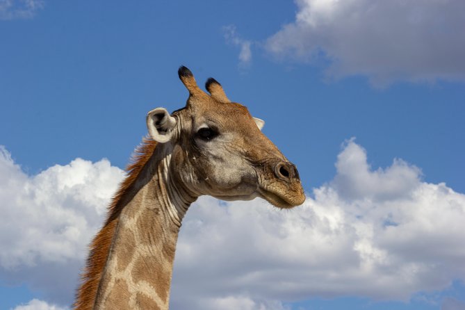11 Days Small Group Namibia Experience Fully Accommodated Tour - Etosha National Park: Himba Culture, Waterholes, and Etosha Pan Mirages