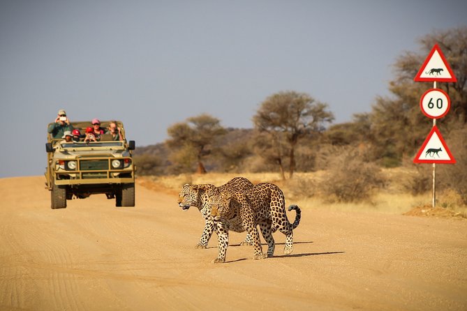 12 Day Classic Namibia Camping Safari - Days 2 to 4: Etosha National Park, Waterholes, and the Floodlit Night Magic