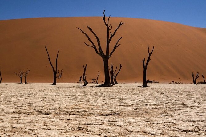 2 Day Scenic Sossusvlei Adventure Tour in Namibia - Welwitschia Plains: the two-leaf survival story