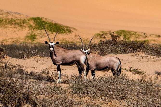 2 Day Scenic Sossusvlei Adventure Tour in Namibia - Sossusvlei and camelthorn shade: photos, walks, and a pause
