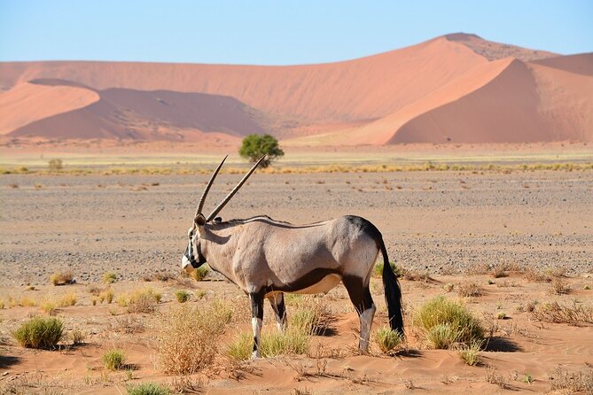 2 Days Guided Tour in Sossusvlei and Sandwich Harbor - Why this Sossusvlei to Sandwich Harbour route hits hard