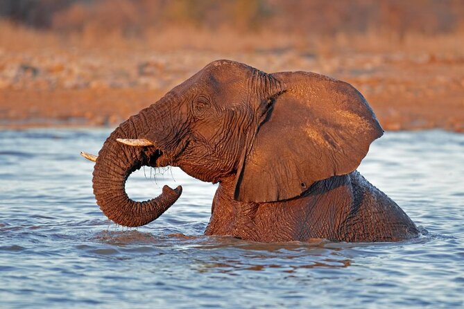 3 Day Camping tour at Etosha National Park - Key highlights to look for