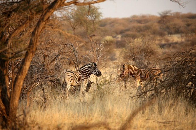 3 Day Camping tour at Etosha National Park - Getting From Windhoek: pickup window and drive comfort
