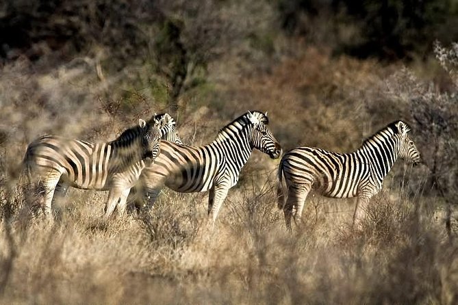3 Day Camping tour at Etosha National Park - Guides, camp assistant, and what camping actually means here