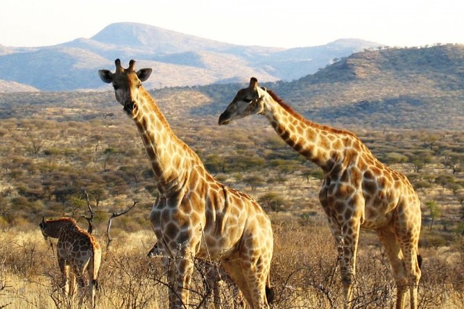 3 Day Camping tour at Etosha National Park - Meals and timing: what’s included, what you should budget