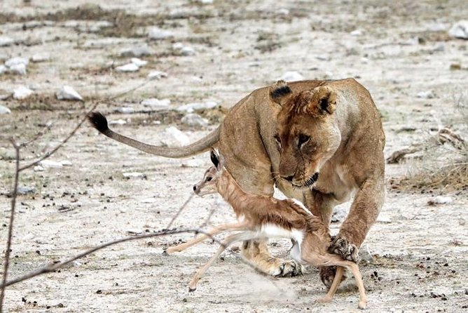 3 Day Etosha Budget Camping Safari - Etosha Day Two: Sunrise Viewing and Waterholes as Your Game Plan