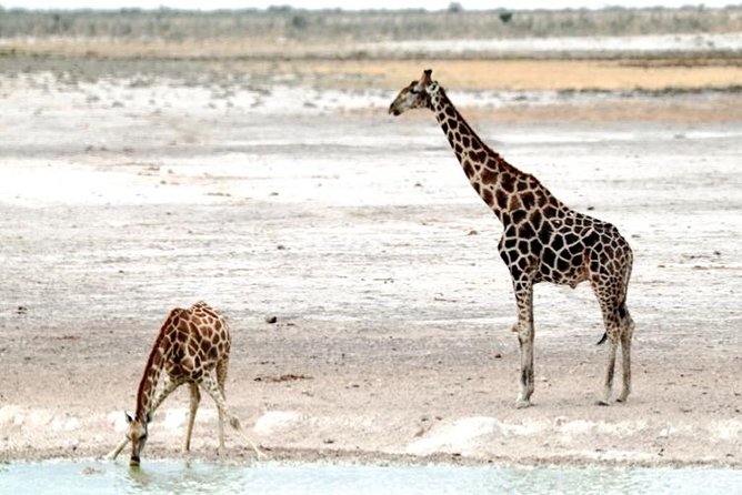 3 Day Etosha Budget Camping Safari - Evening at the Floodlit Waterhole: The Easiest Way to See More After Dark