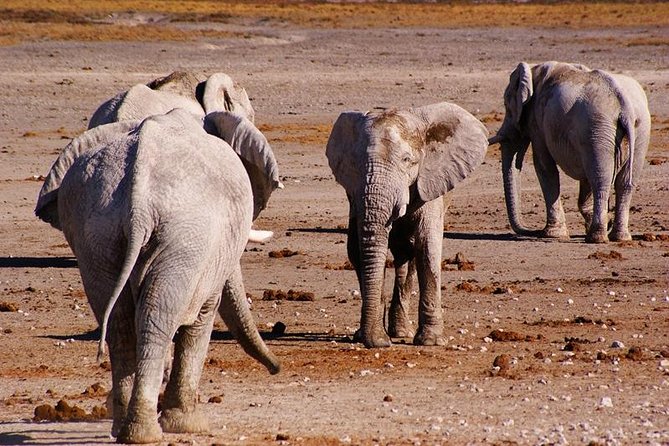 3 Day Etosha Budget Camping Safari - Okahandja Craft Market and the Drive Back to Windhoek