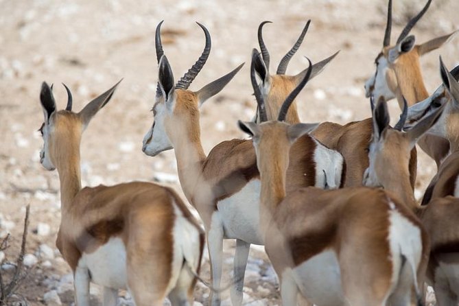 3 Day Etosha Budget Camping Safari - The Swakopmund Departure and the Day One Drive Into Etosha