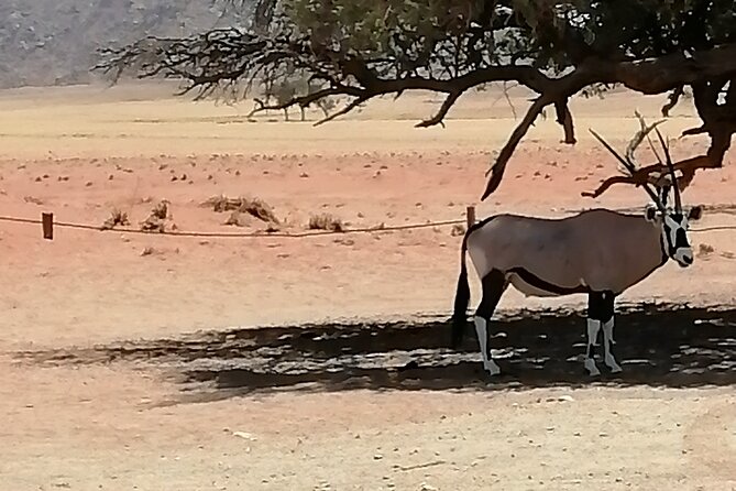 3-Day Scenic Sossusvlei Adventure in Namibia from Swakopmund - Day 1: Moon Landscape, Welwitschia Plains, and a private-pool arrival at Moon Mountain