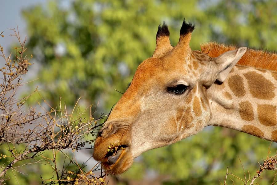 3 day Sossusvlei Camping - Where you go: Erongo’s big dune country without extra fuss