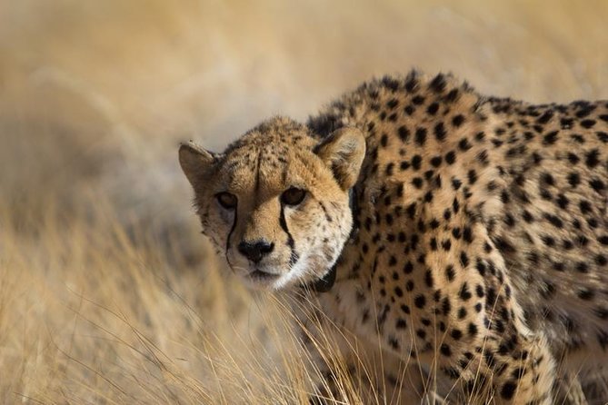 3-Day Sossusvlei Express Accommodated Safari from Swakopmund - Who should book the Sossusvlei express from Swakopmund