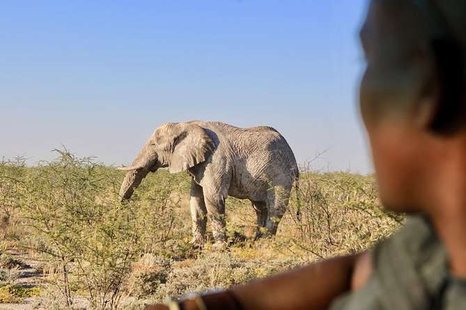 4-Day Etosha And Swakopmund Accommodated Adventure from Windhoek - How This 4-Day Route Actually Feels From Windhoek