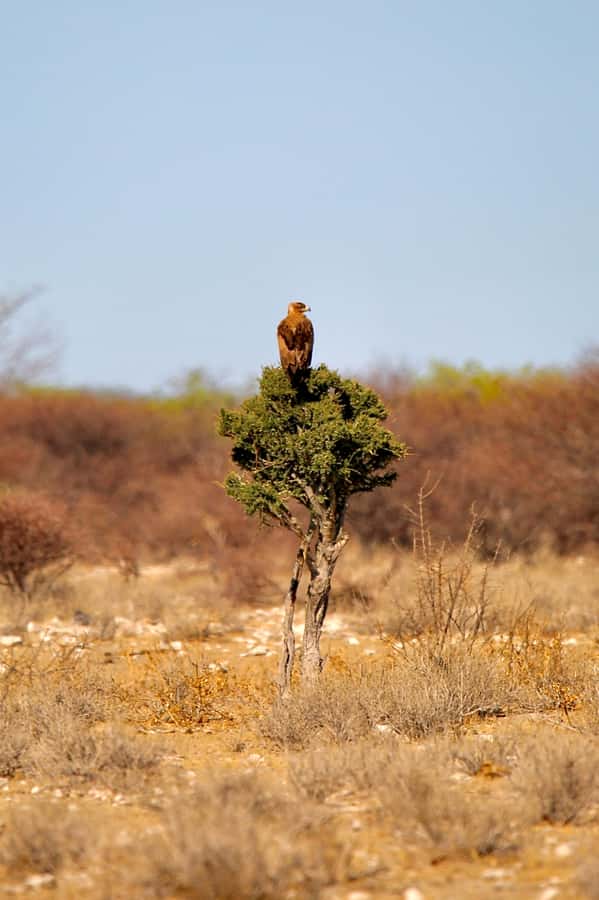 4 day Sossusvlei and Swakopmund Lodging - Wednesday at Sesriem Gate: dunes, Dead Vlei, and choosing your big climb
