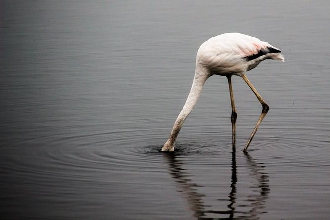 4-Day Swakopmund And Sossusvlei Accommodated Adventure from Windhoek - Day 1: Pickup, Walvis Bay flamingos, then Swakopmund on foot