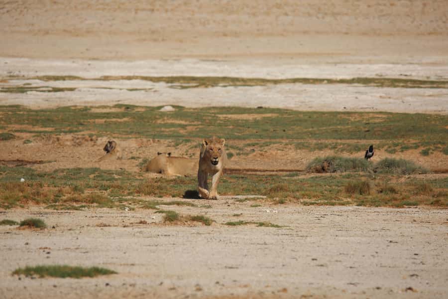 5 days Sossusvlei, Swakopmund and Spitzkoppe Camping - Day 5: Return to Windhoek with Okahandja Wood Carving Stop