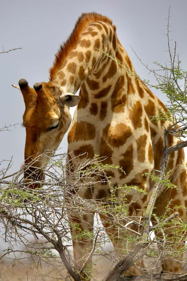 5 days Sossusvlei, Swakopmund and Spitzkoppe Camping - What’s Included in the Price, and What You Still Need to Budget