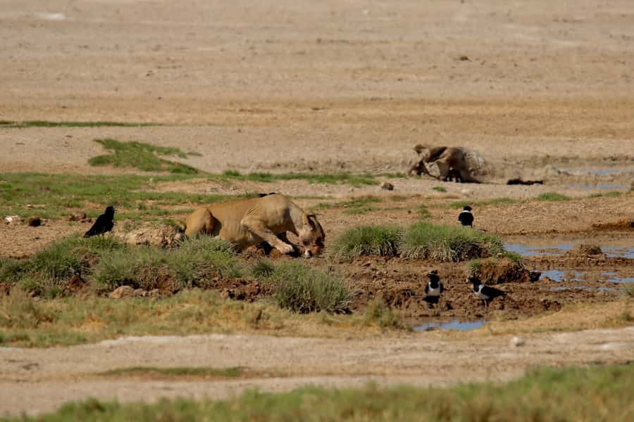 5 days Sossusvlei, Swakopmund and Spitzkoppe Camping - Guide and Group Size: Why Small Can Change Your Day
