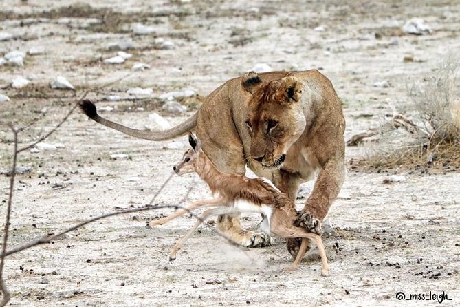 6 Day Sand, Sea & Etosha Budget Camping Safari - Day 1: Sesriem and the Camelthorn Shade Camp