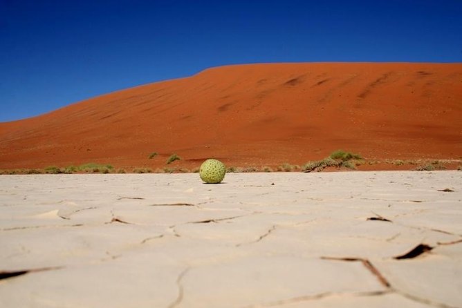 7 Day - Kalahari TOP attractions - Comfort, food, and the reality of a 7-day driving safari