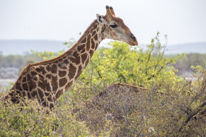 7 Day Northern Namibia and Skeleton Coast Camping Safari - Etosha National Park’s waterholes: the part that rewards patience