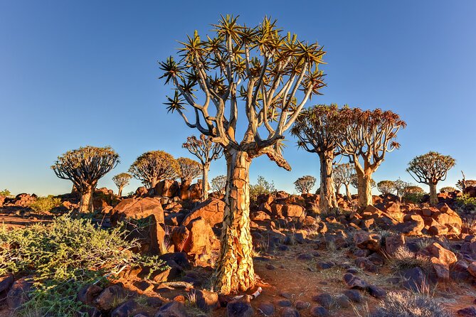 7 Day Southern Namibia and Sossusvlei Camping Safari - From Sesriem to Klein Aus: Southern Namibia’s Remote-Feel Camp Days