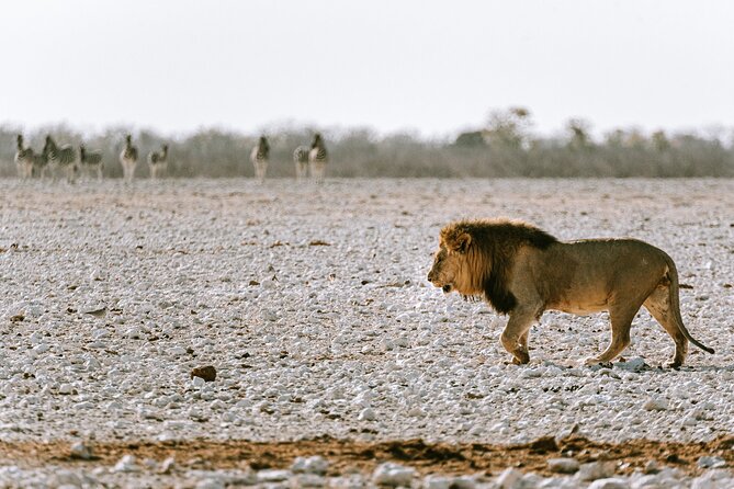 9 Day Canyons, Dunes & Wildlife Camping and Lodge Safari - Etosha Pan morning drive and Etosha Village sunset exit