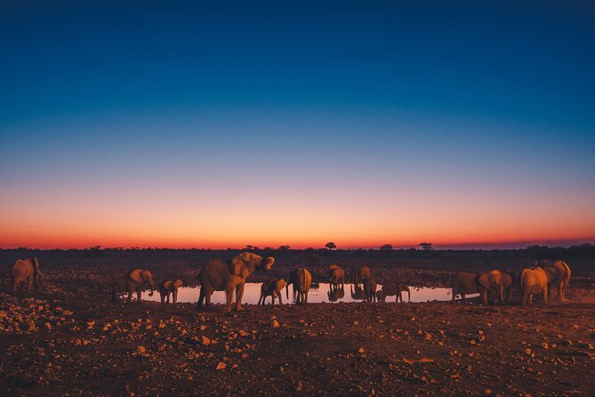 9 Day Etosha, Skeleton Coast and Sossusvlei Camping and Lodge Safari - Etosha on wheels: Okaukuejo camps, waterholes, and floodlit night viewing