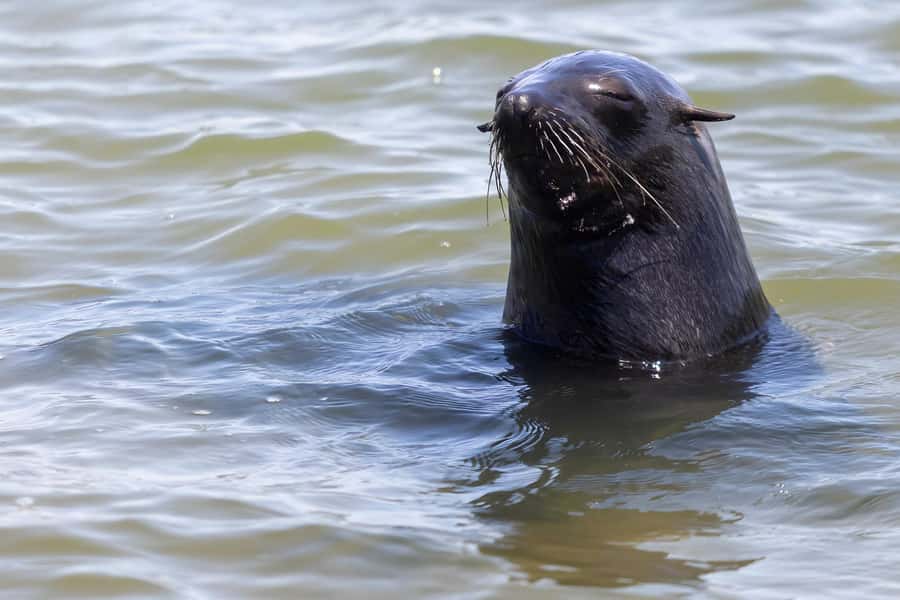 Cape Cross and Henties Bay Guided Tour SkeletonCoast Namibia - Quick hits before you go
