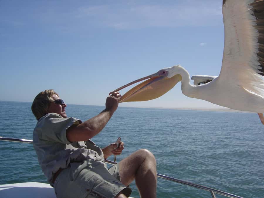 Catamaran Dolphin Cruise and Sandwich Harbour Tour - Key Things That Make This Day Trip Worth It