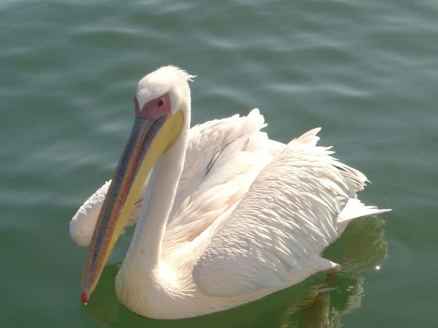 Catamaran Dolphin Cruise and Sandwich Harbour Tour - Pelican Point Catamaran Cruise: Seals, Dolphins, and That Lighthouse View