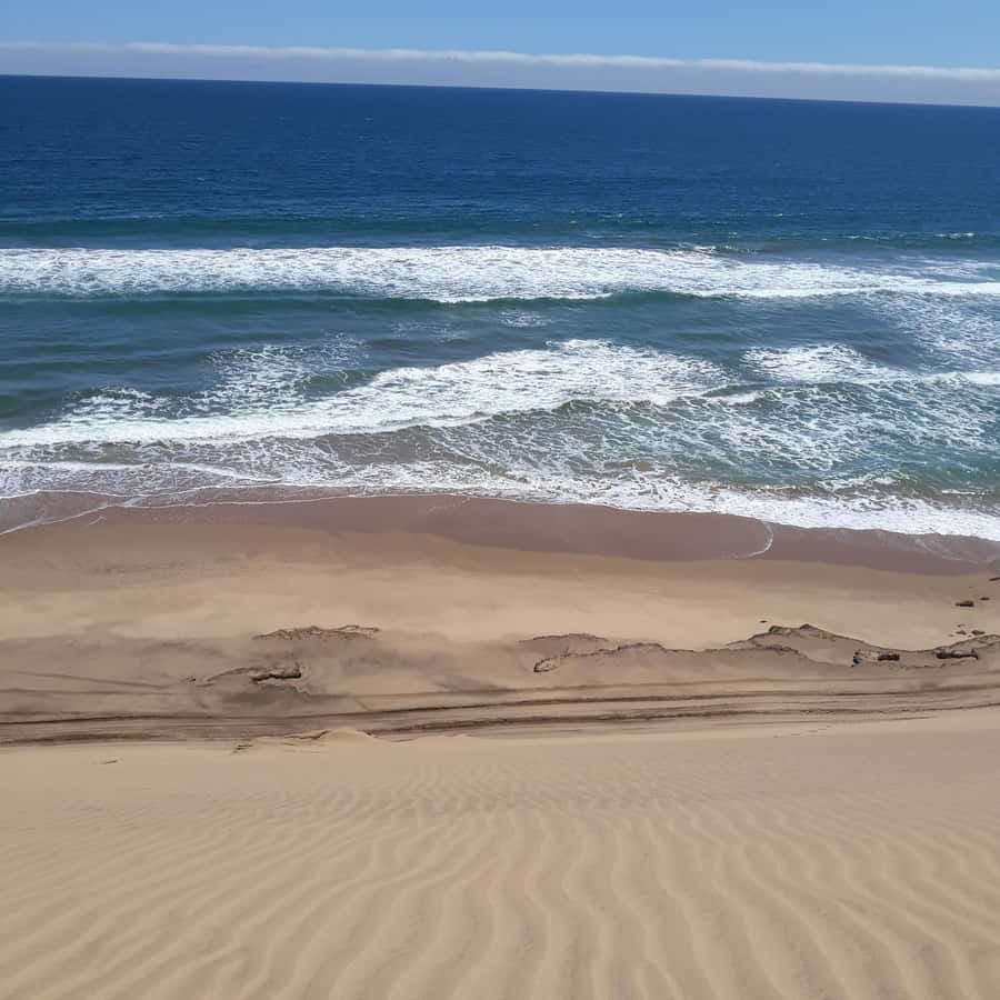 Catamaran Dolphin Cruise and Sandwich Harbour Tour - Wildlife Chances: From Seals and Dolphins to Oryx and Springbok