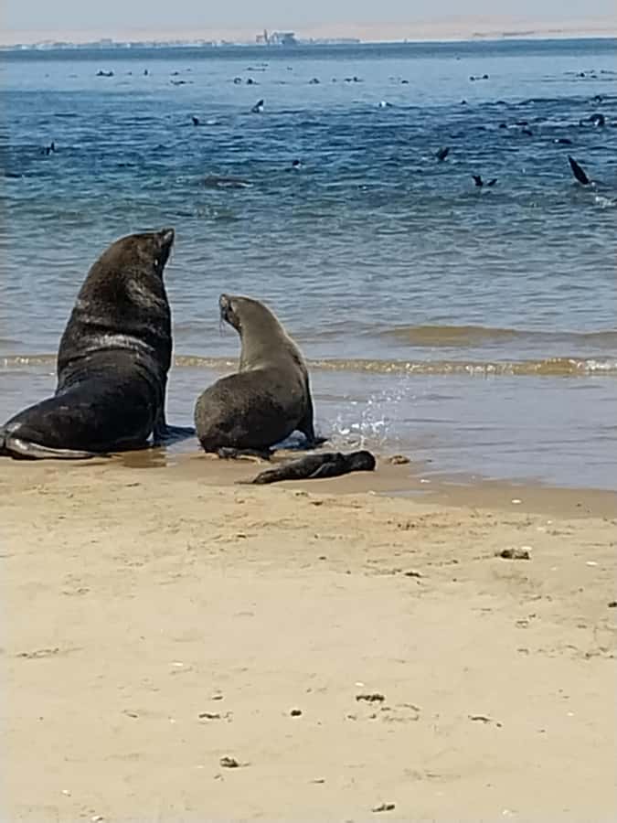 Catamaran Dolphin Cruise and Sandwich Harbour Tour - Guides and Safety: Why the Names Matter on a Bumpy Day