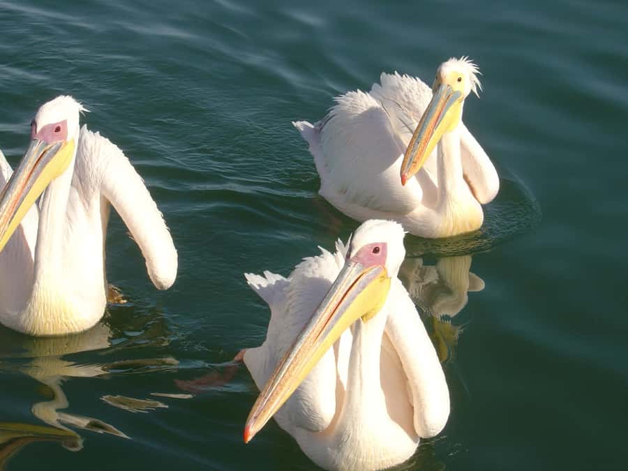 Catamaran Dolphin Cruise and Sandwich Harbour Tour - Walvis Bay Lagoon Wetland and Pink Salt Lakes: Seeing the Coast’s Quiet Side