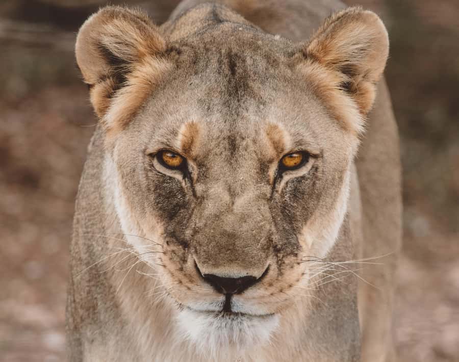 Discover the Roots of N/a'ankuse - A feeding Day Tour - Why a Naankuse feeding tour beats a standard game drive