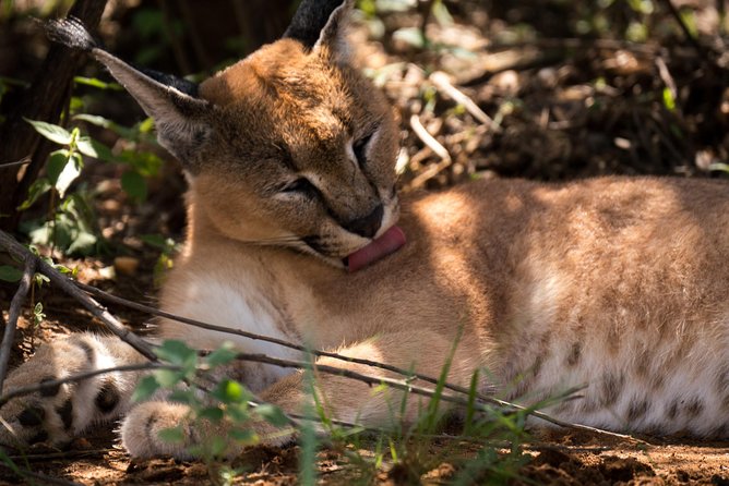 Discover the Routes of N/a’an ku sê. - The 1:30 pm start: how the timing shapes your wildlife and your comfort