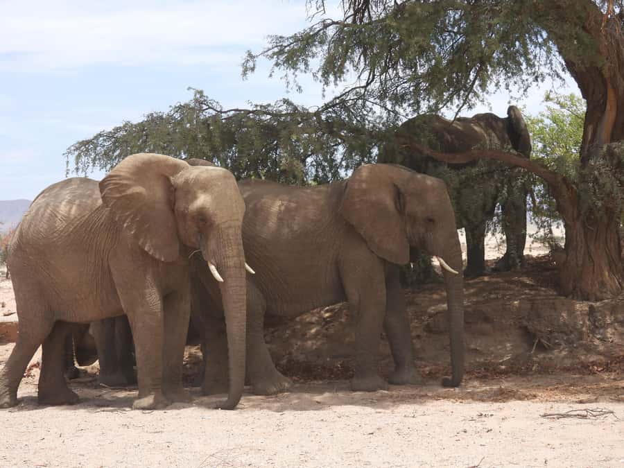 Elephant Adventure with Herson - a native of Damaraland - Key things that make this elephant tour work