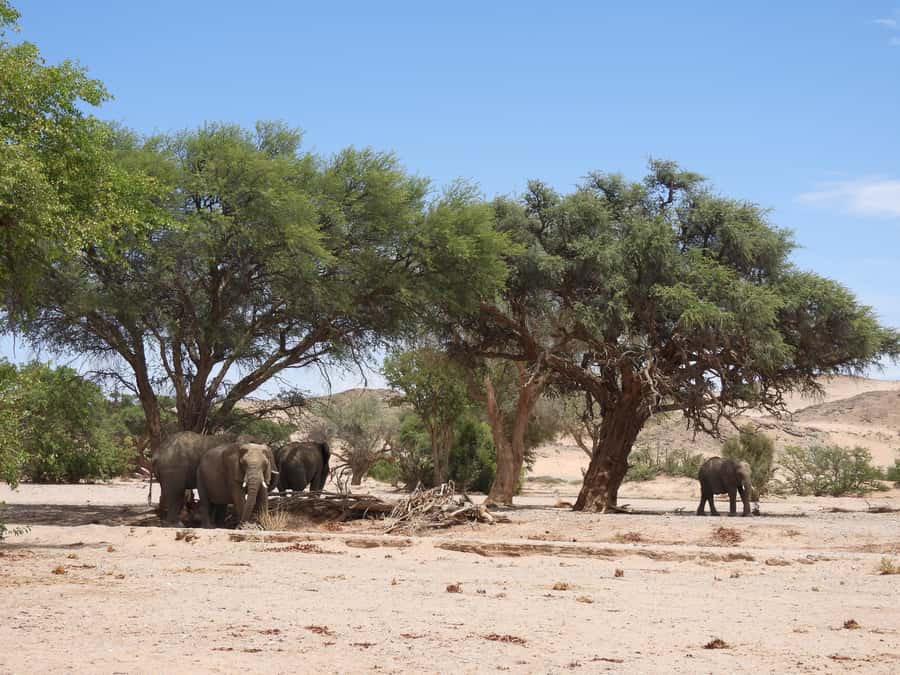 Elephant Adventure with Herson - a native of Damaraland - Twyfelfontein riverbed: why this is a smart elephant hunting ground